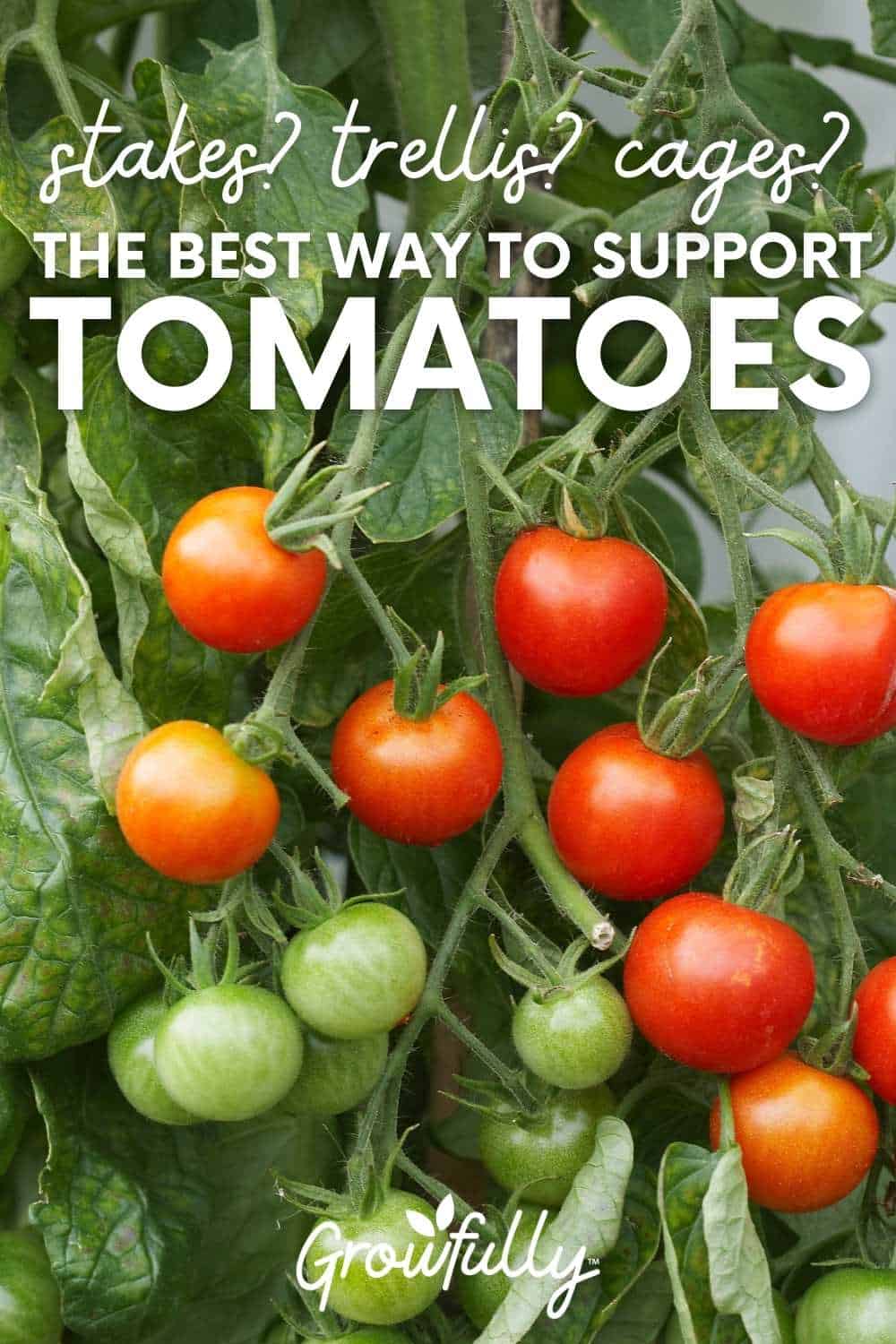 Tomato tapping: how to get a bigger, healthier crop