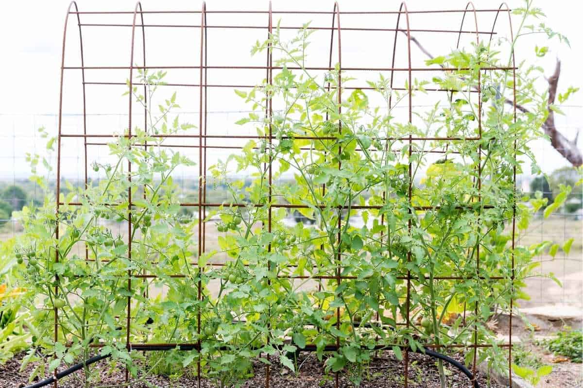 Tomato Stakes And Cages 4 Options For Healthy Tomatoes Growfully