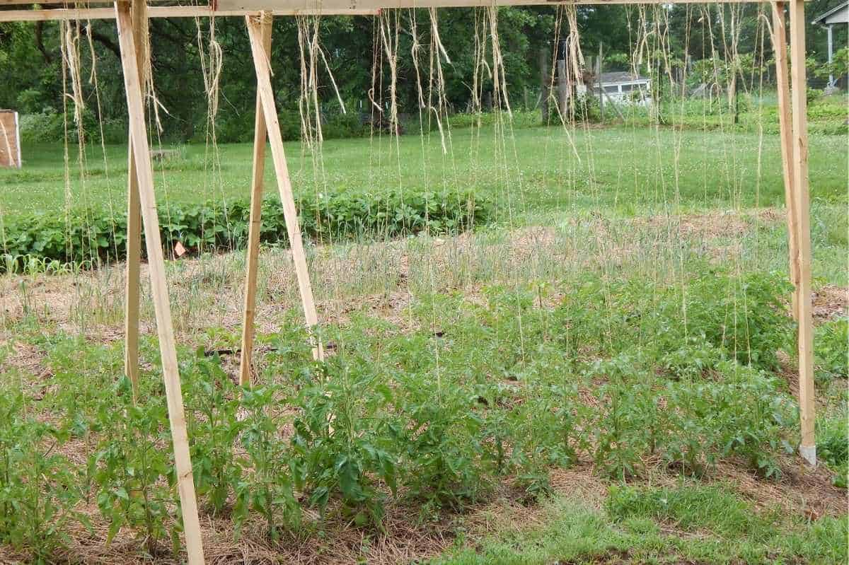 Tomato Stakes And Cages 4 Options For Healthy Tomatoes Growfully