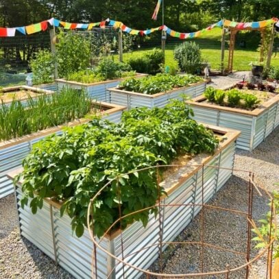 Metal raised beds in a vegetable garden