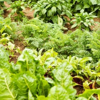 A lush vegetable garden displays many kinds of plants.