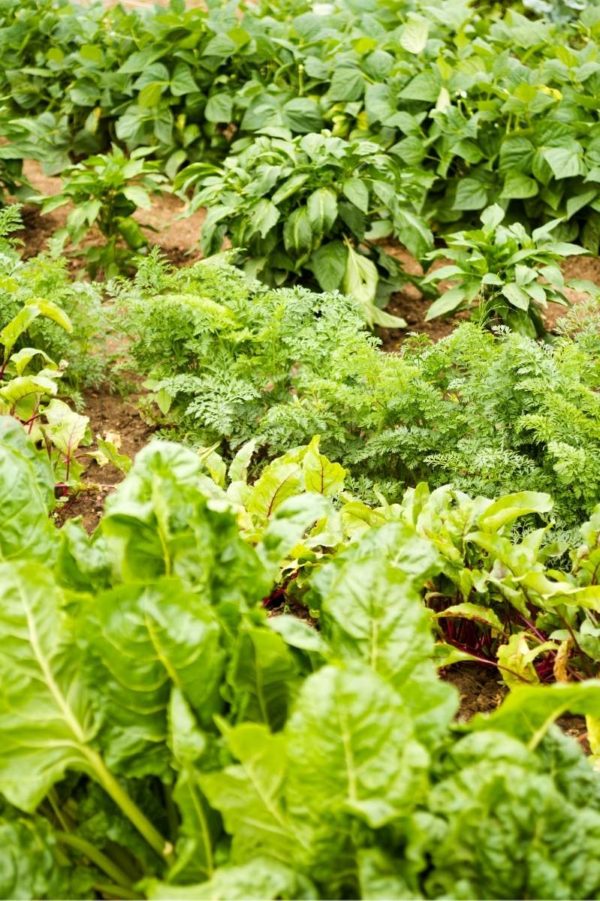 A lush vegetable garden displays many kinds of plants.