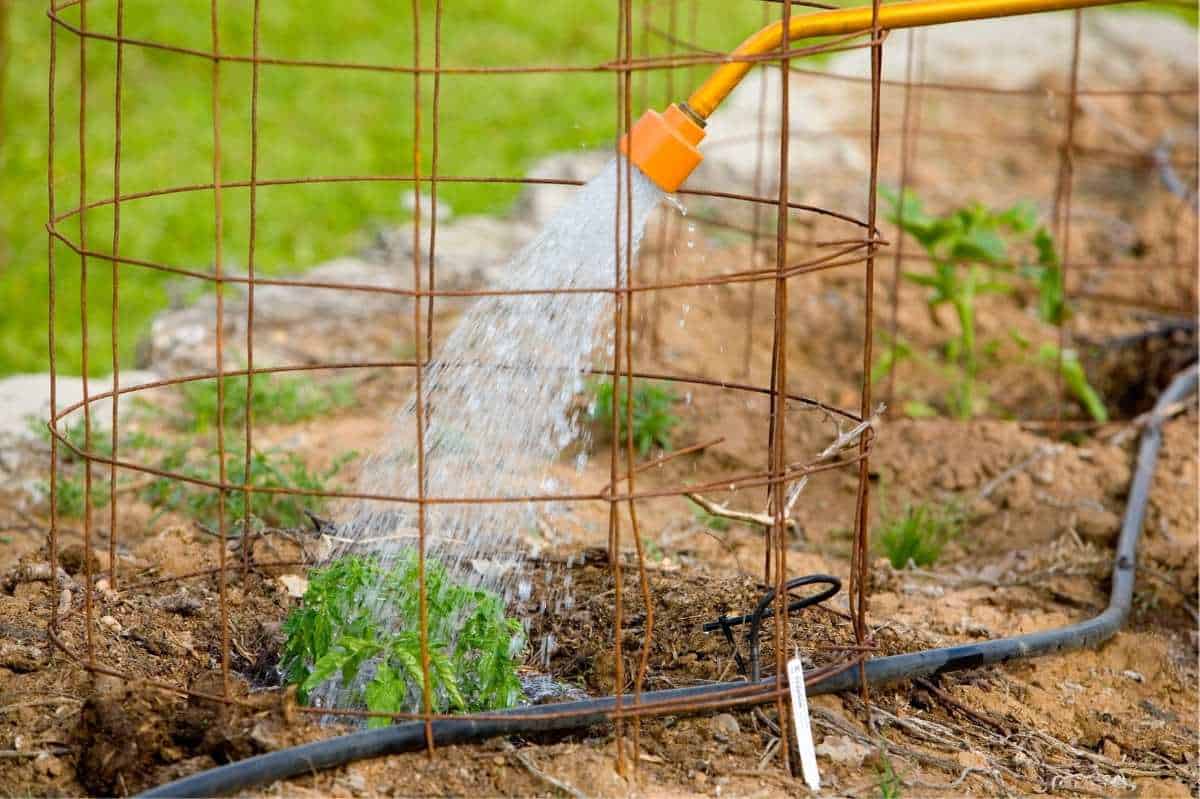 The head of a watering can sprinkles water onto a plant in a tomato cage.