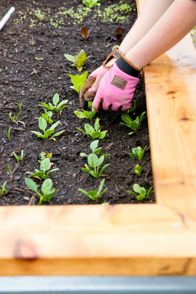 Hands in pink gardening gloves tend to small spinach plants.