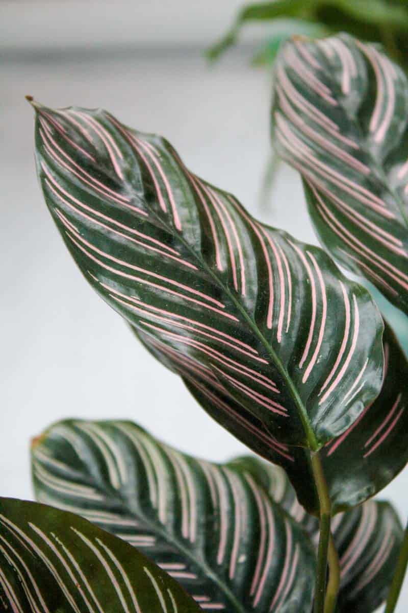 calathea ornata care leaves curling