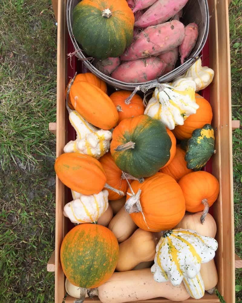 Weed Control in Pumpkins and Winter Squash