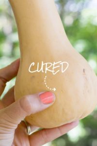 A hand holds a cured butternut squash.