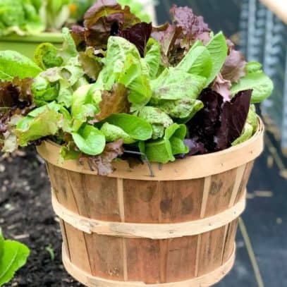 A wooden basket full of just-harvested lettuces sits on the edge of a garden bed.
