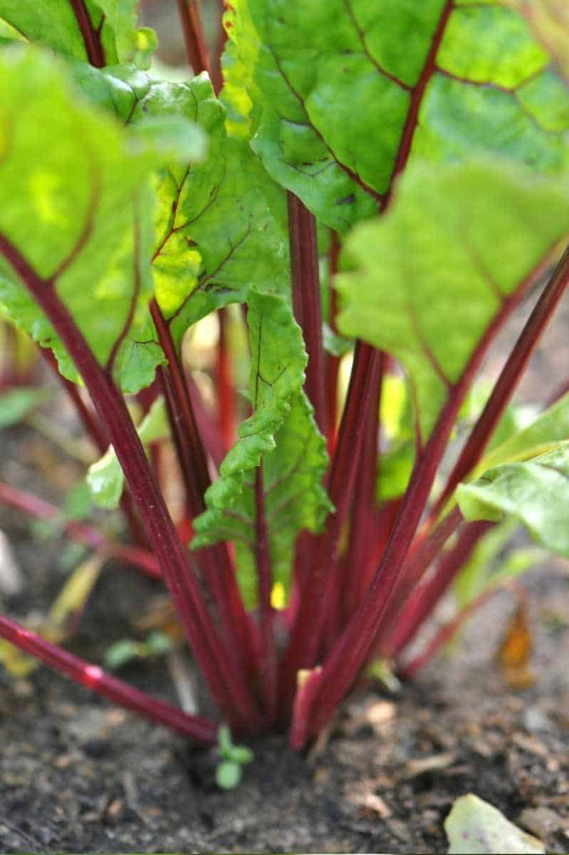 Red beet stems topped with green leaves