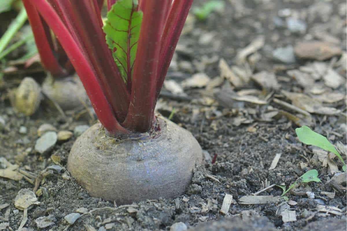 The top of a beet pokes out of the soil