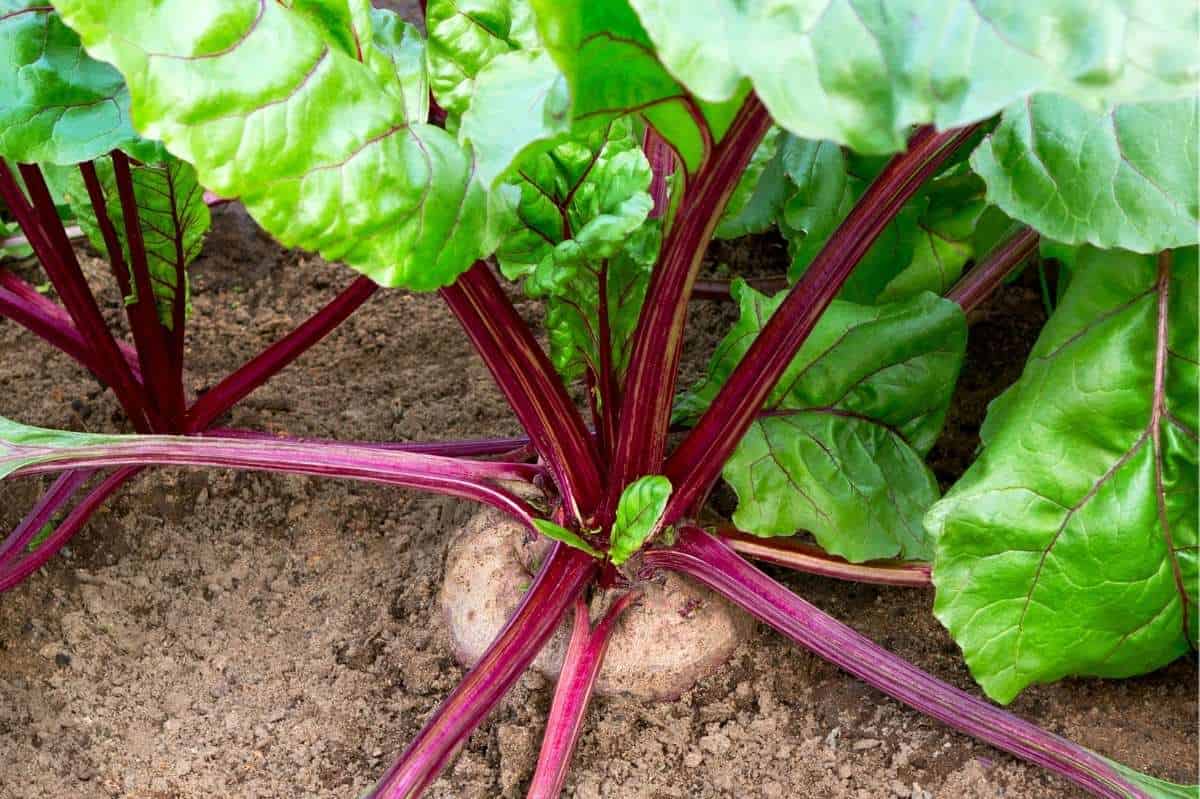 A beet is ready to harvest. The top of the root pokes out of the soil, and the red stems splay outwards