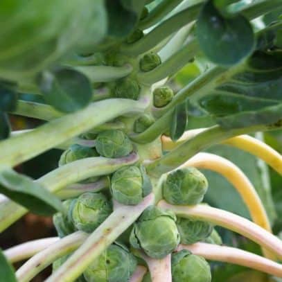 Baby Brussels sprouts grow on a plant