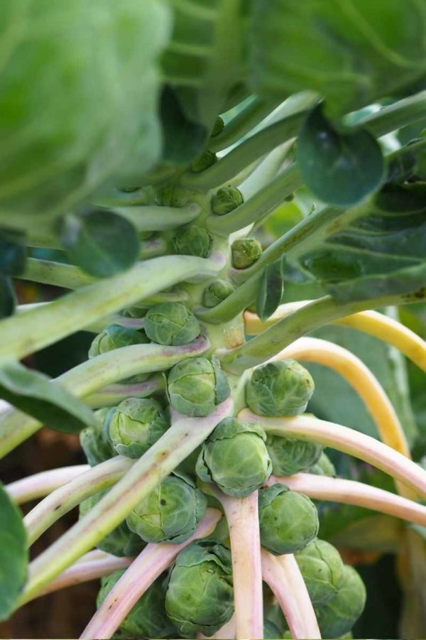 Baby Brussels sprouts grow on a plant