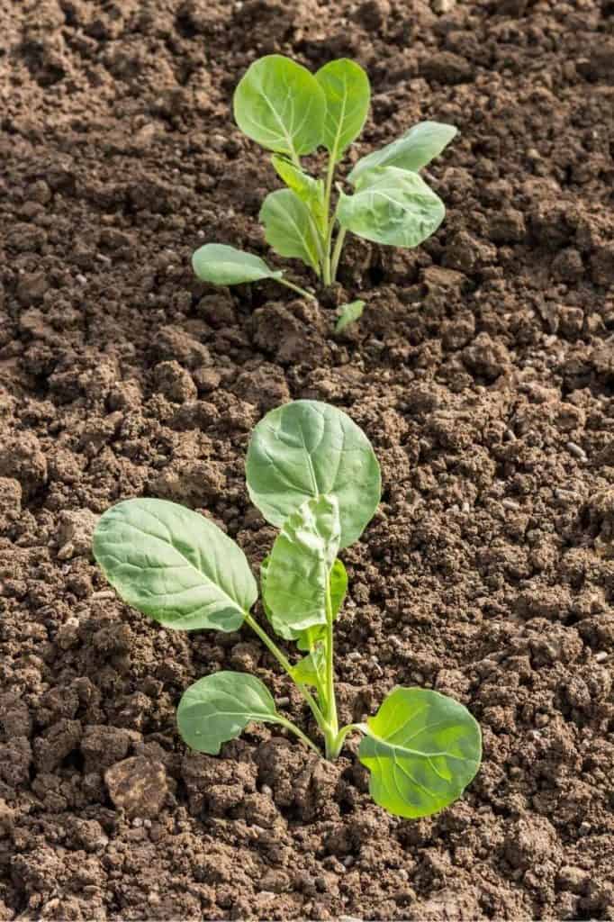 How to Plant and Grow Brussels Sprouts Growfully