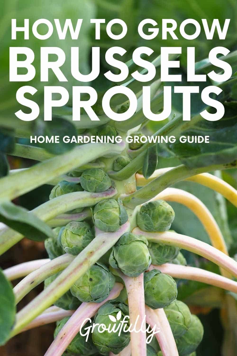 How to Plant and Brussels Sprouts -