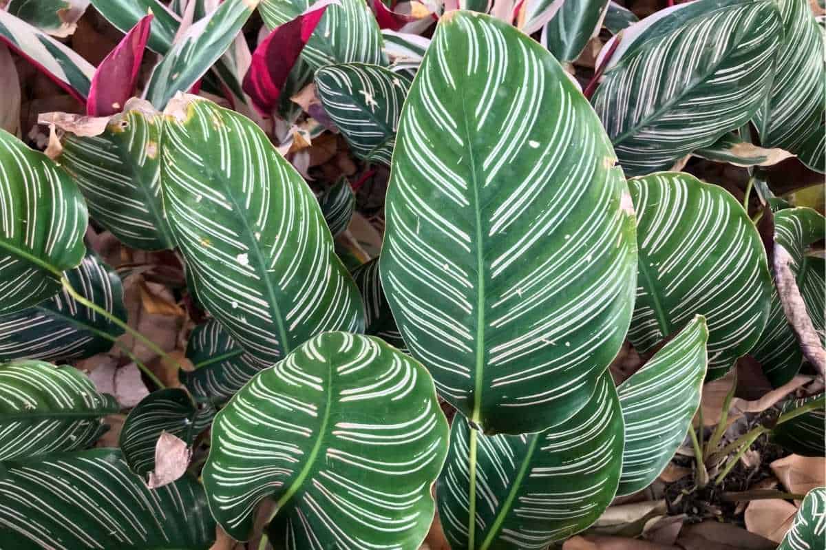 Calathea Ornata (Pinstripe Calathea) Care Guide - Growfully