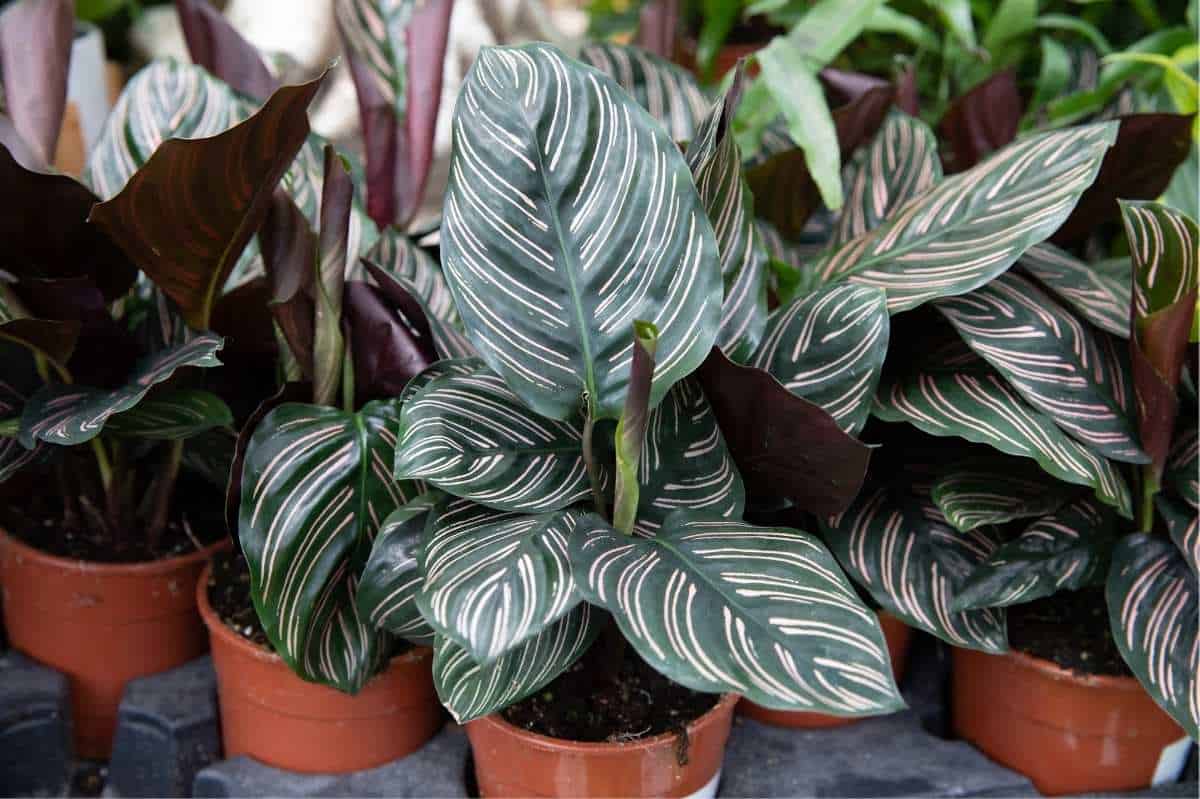 Calathea Ornata (Pinstripe Calathea) Care Guide Growfully