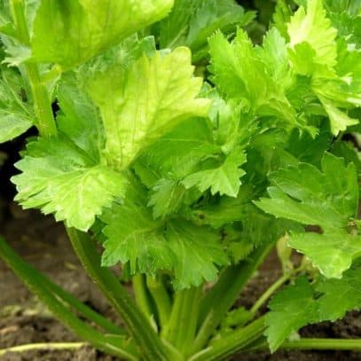 Close up on celery growing in a garden.