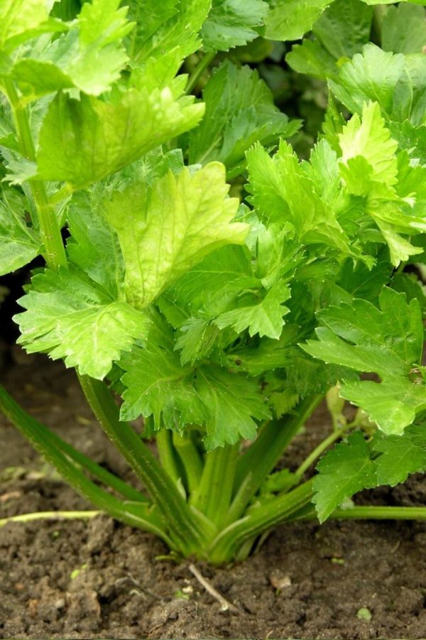 Close up on celery growing in a garden.