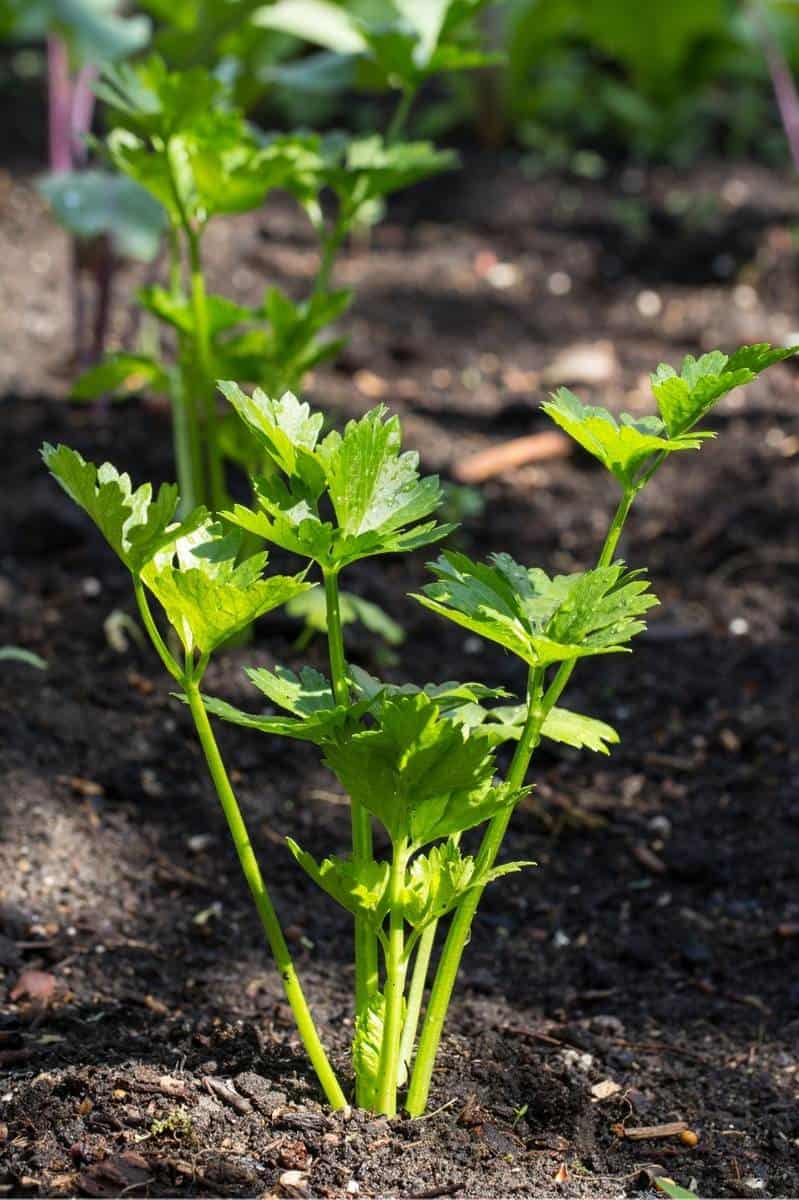 How to Grow Celery in Your Organic Garden Growfully