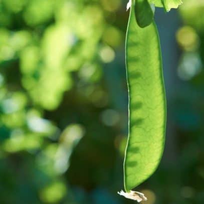 Close up on a snow pea