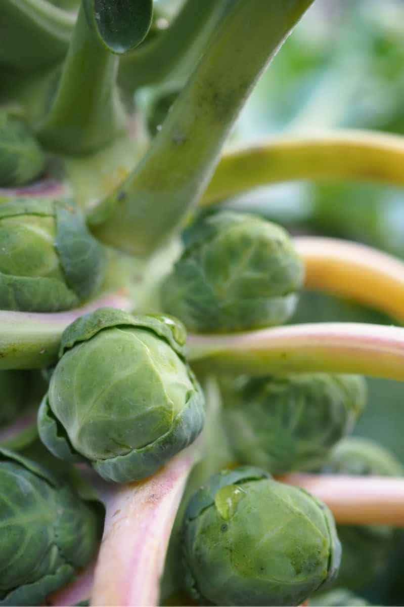 How to Plant and Grow Brussels Sprouts Growfully