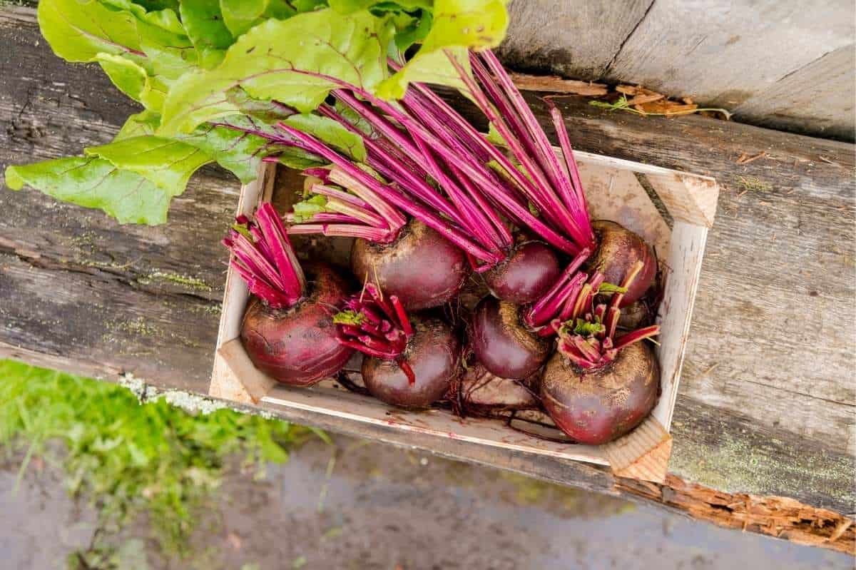 Red beets with their greens removed lay in a wooden crate