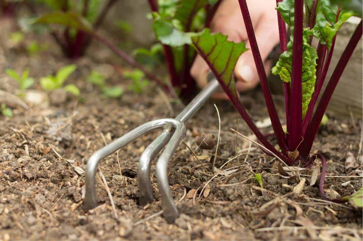 Top Garden Hand Tools That Every Gardener Should Have - Growfully