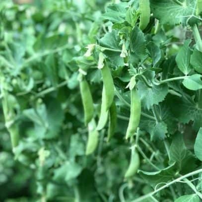 Peas grow on a full, lush vine