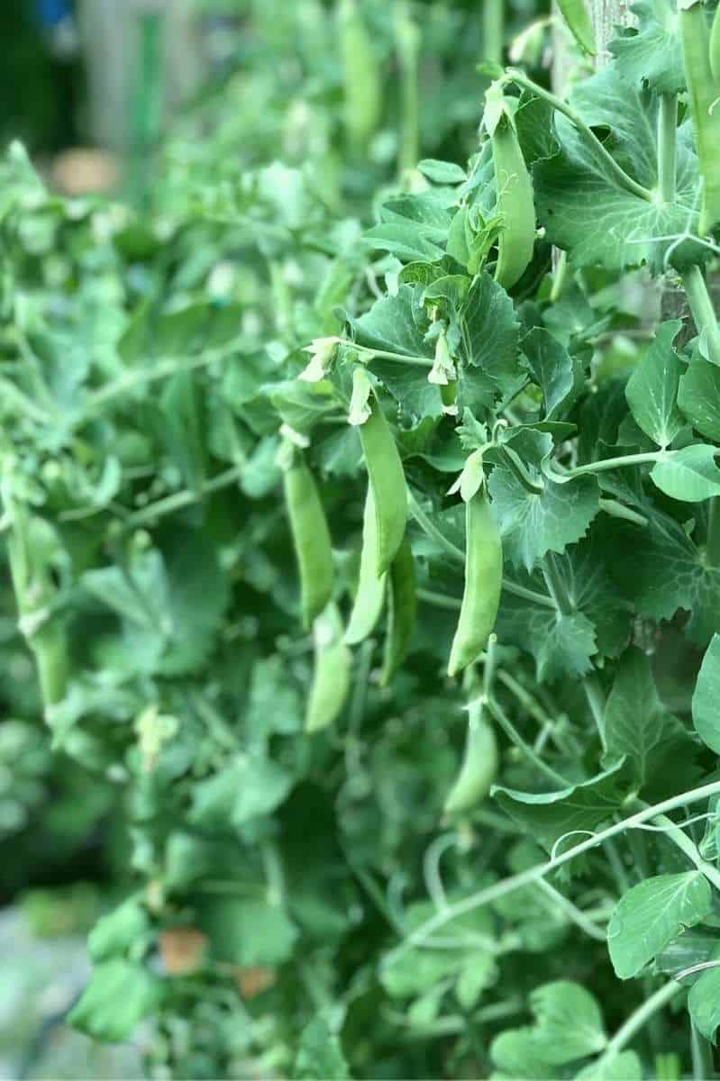 growing peas from seeds