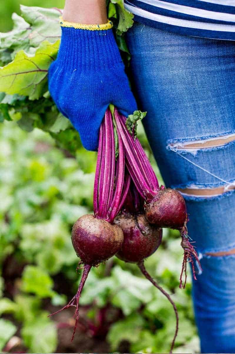 A gloved hand holds three just-harvested beets
