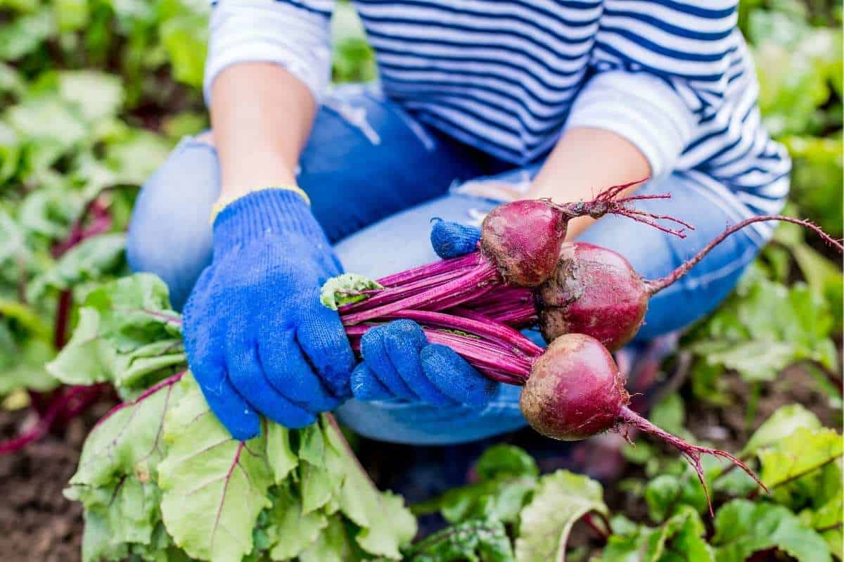 A person crouches and holds three red beets in the garden