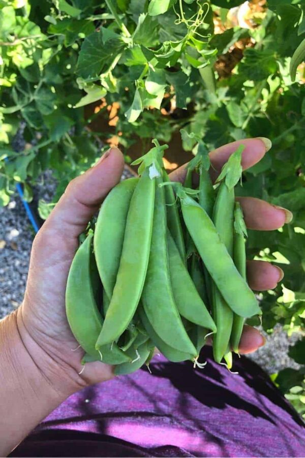 A hand holds a handful of harvested peas