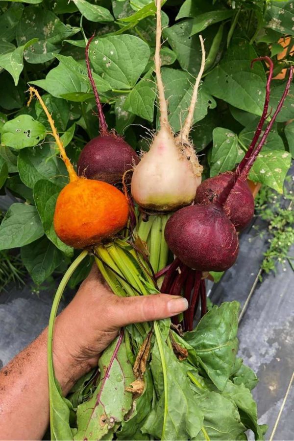 A hand holds multicolored beets