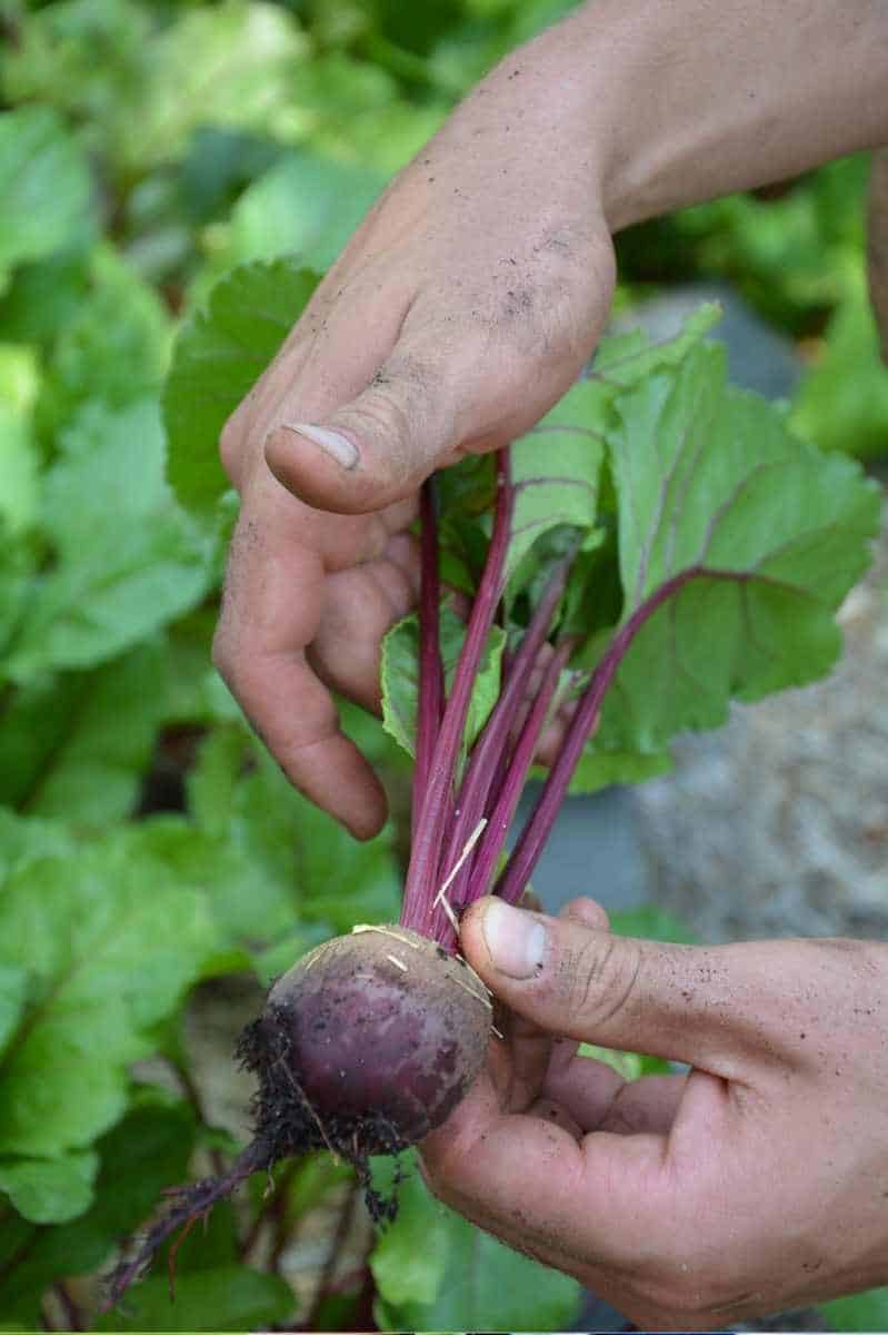 Hands hold a small red beet