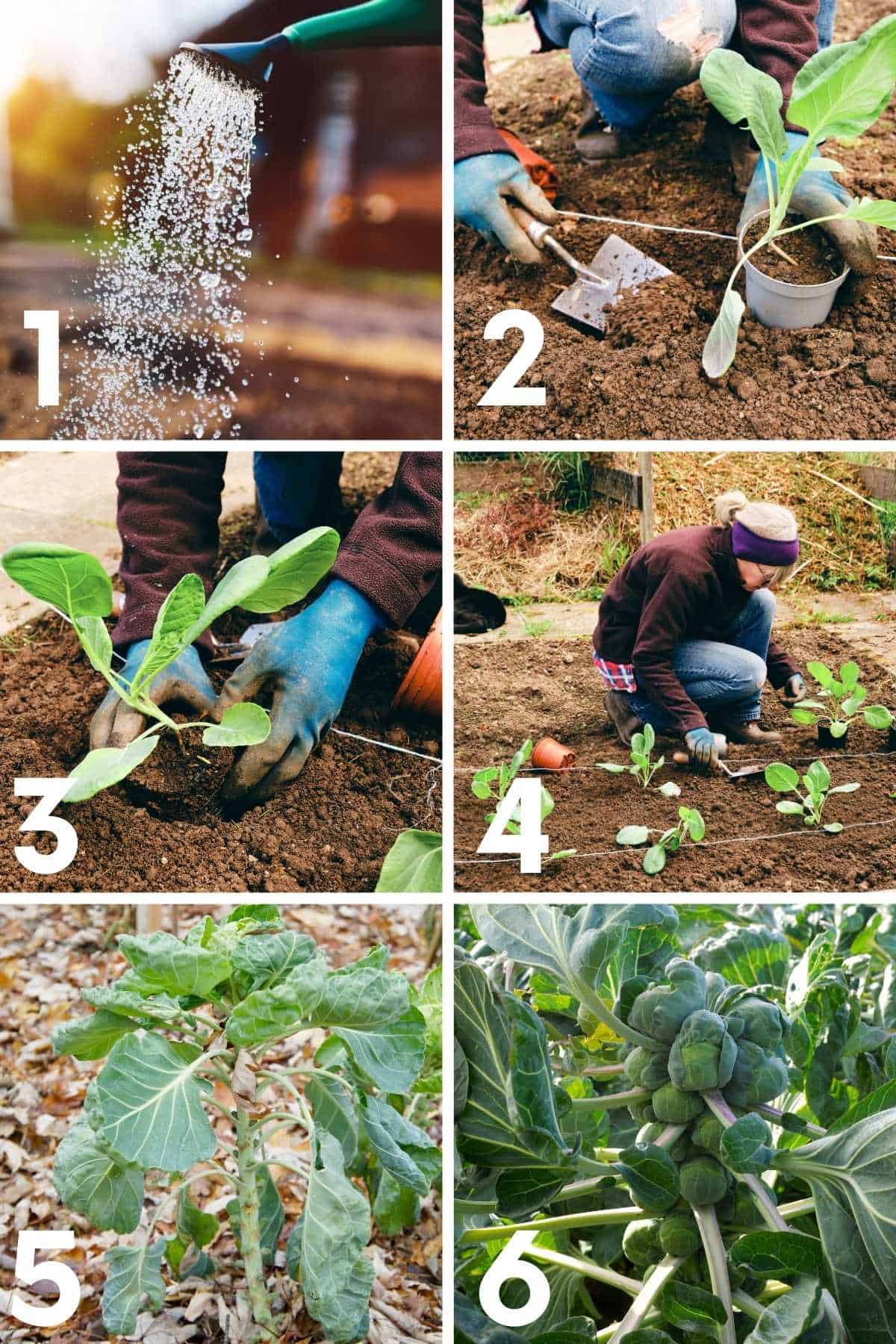 How To Grow Brussels Sprouts How to Plant and Grow Brussels Sprouts Growfully