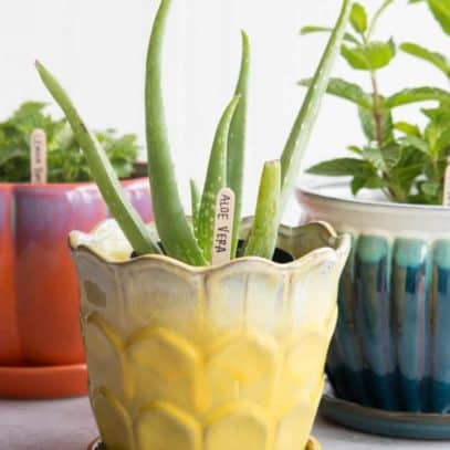 Three potted medicinal herbs are arranged in a triangle: peppermint, aloe vera, and lemon balm.