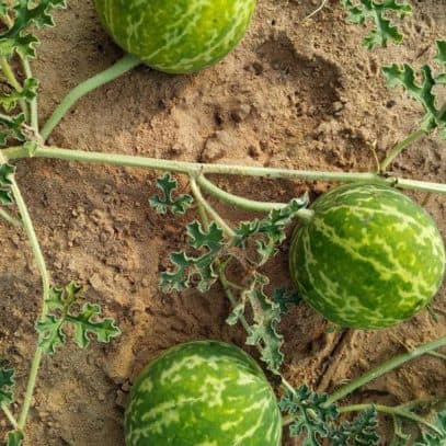 Three melons grow on top of sandy soil