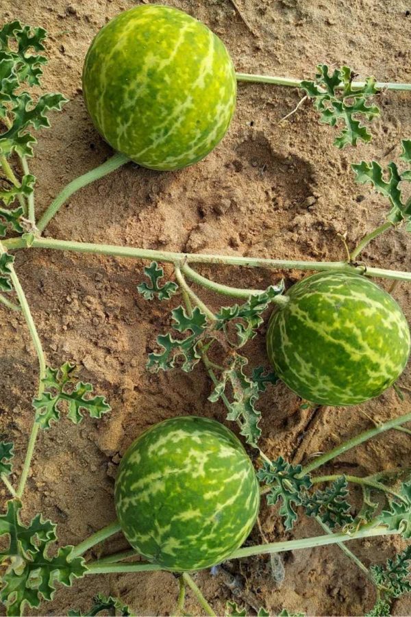 Three melons grow on top of sandy soil
