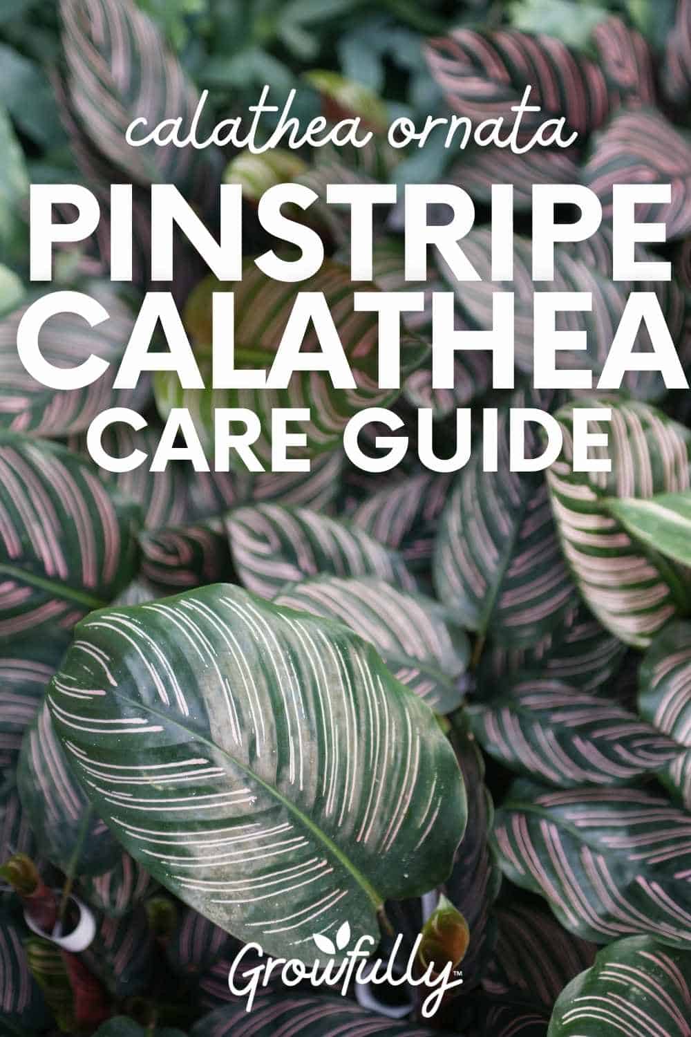Calathea Ornata (Pinstripe Calathea) Care Guide - Growfully
