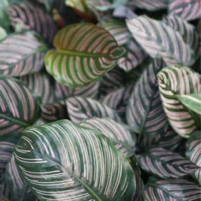 Several pinstripe calathea plants grow together
