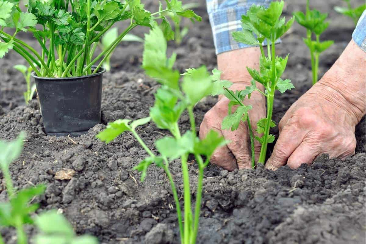 growing celery seedlings