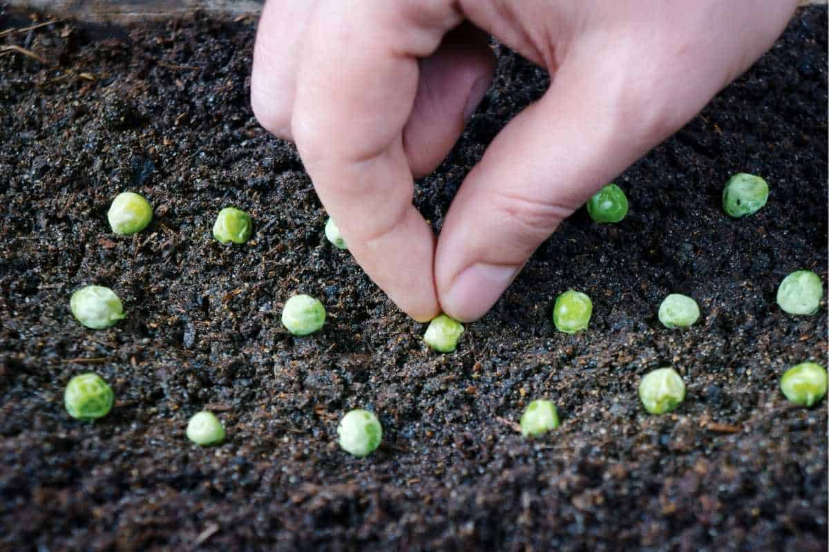 How And When To Plant Peas — Cool Season Gardens Growfully