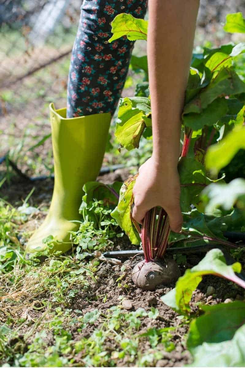 A hand pulls a ripe beet out of the soil