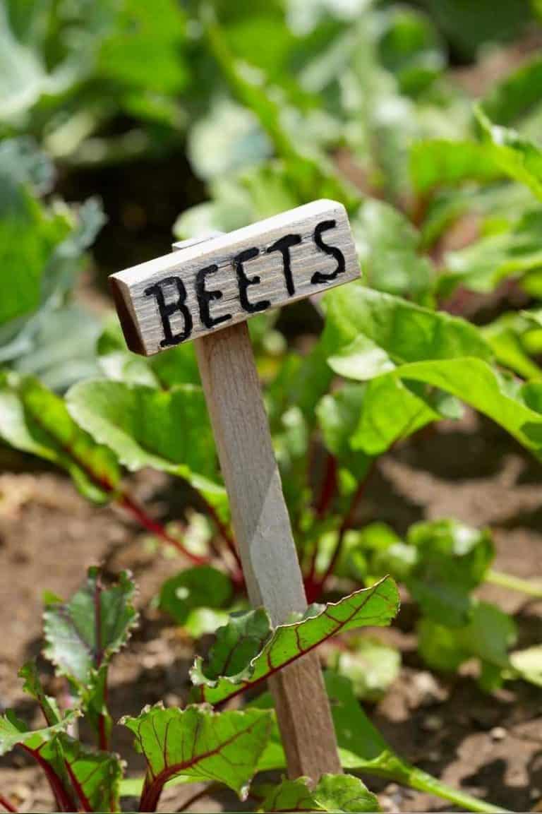 How to Know When to Harvest Beets & How to Store Them Growfully