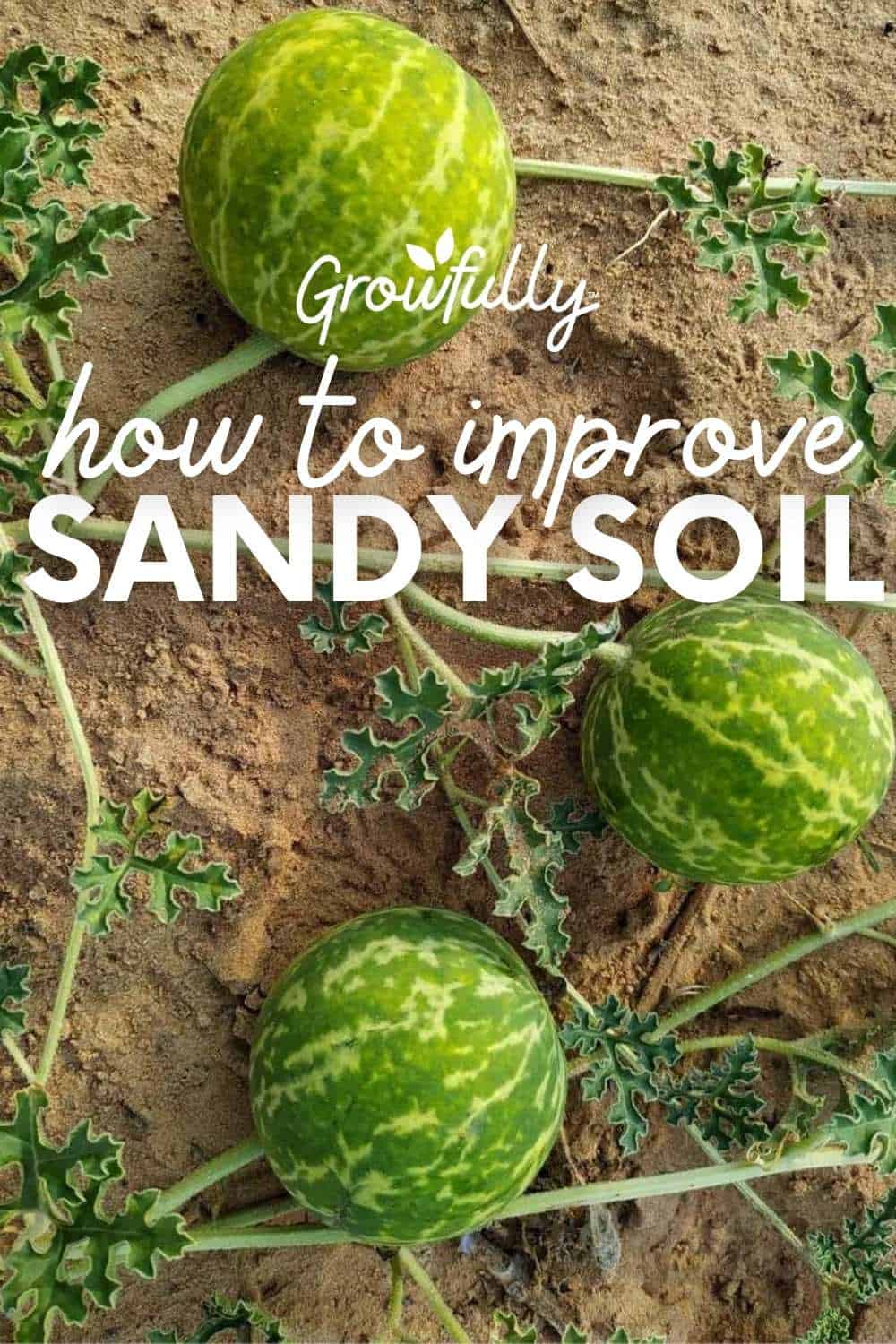 The Secret To Improving Sandy Soil Quality Growfully