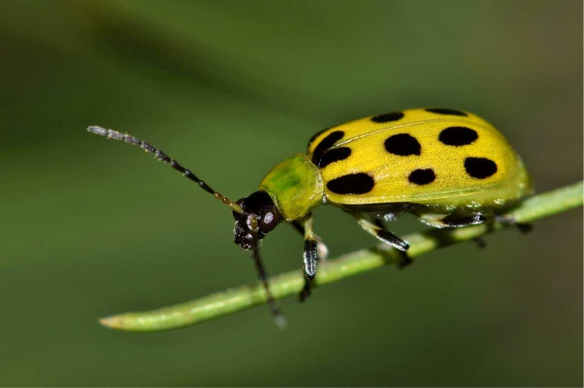 Striped Cucumber Beetles: A New Guide Reviews Management Options for Vexing  Cucurbit Pests