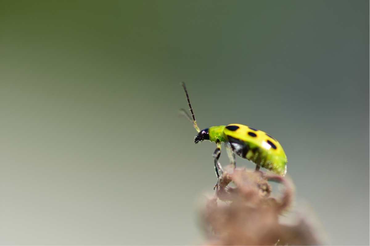 Striped Cucumber Beetles: A New Guide Reviews Management Options for Vexing  Cucurbit Pests