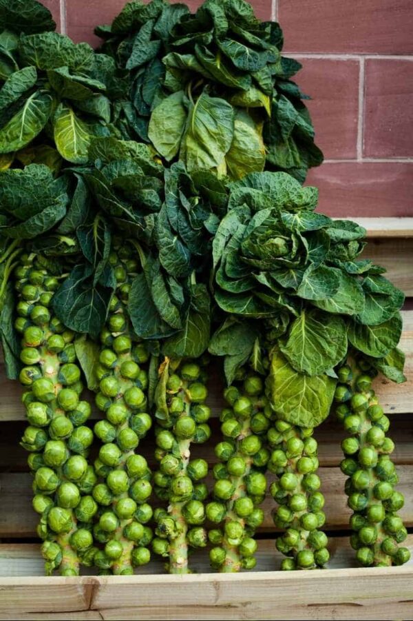 Harvested Brussels sprouts stalks lean up against a wall