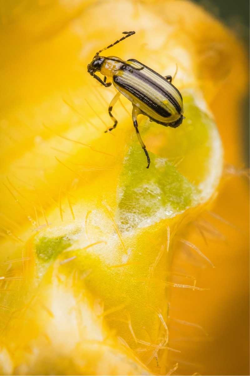 Identify and Control Cucumber Beetles (Striped and Spotted)